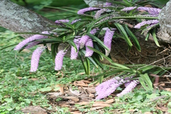 Rhynchostylis retusa
